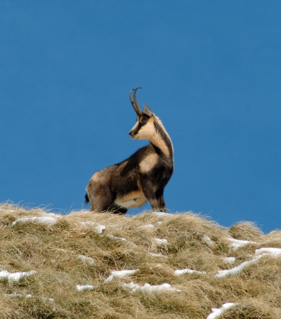 Camoscio d''Abruzzo Rupicapra pyrenaica ornata